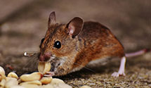 24 Hour & Emergency Exterminators in Jennings, IN